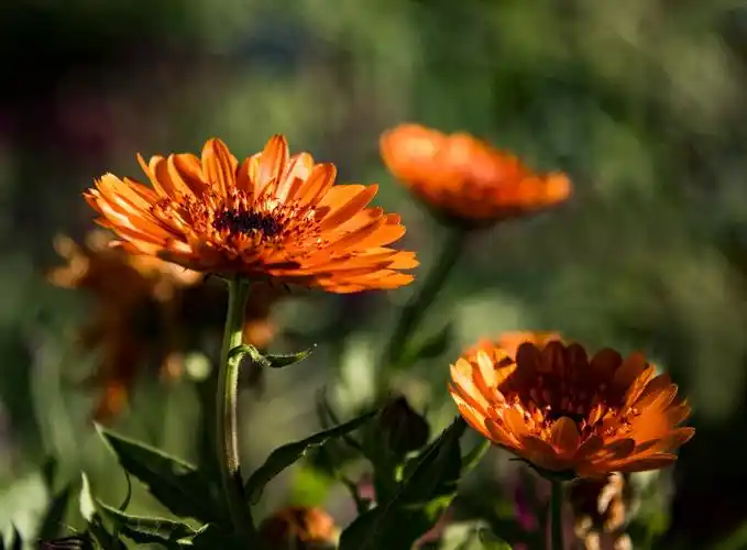 生机勃勃的金盏菊【首发】