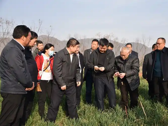 农业农村部领导莅临淅川督导调研春季麦田管理工作