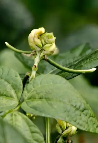 路边拾遗:美丽的乡村有很多农作物,但我从来都没有关注它们的花蕊