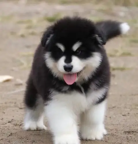 幼犬阿拉斯加宠物狗纯种活体萨摩金毛雪橇犬二哈狗狗