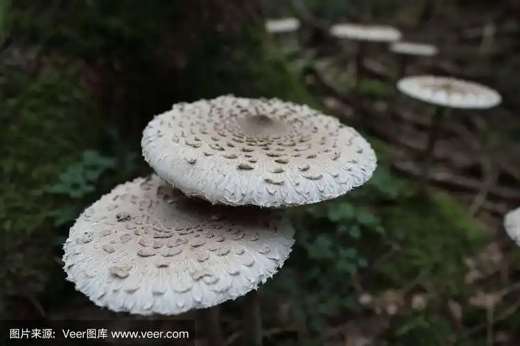 伞菇,担子菌真菌,德国