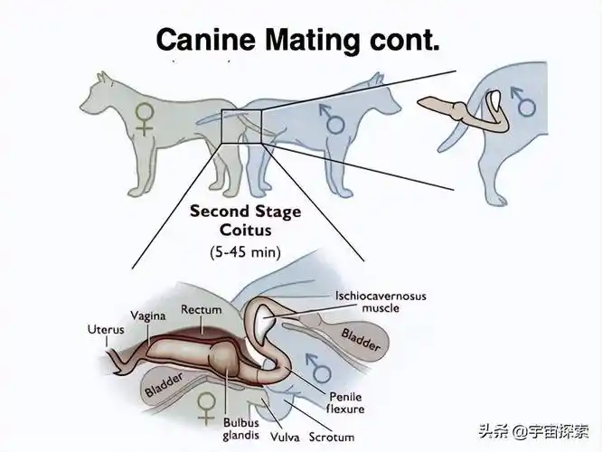 射手_动物_时间