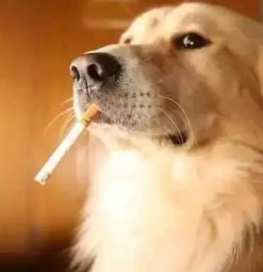 狗狗在家就能吃到的6种"有害物品",当心致命!_食物_牙膏_人类