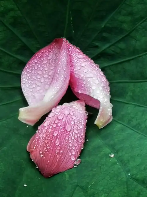 这么近距离的看荷花,这么近距离拍荷花,这么近距离的跟荷花交流,今天