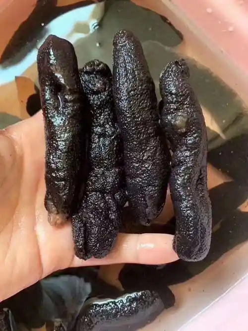 海参黑乌参70头一斤500克包邮装足干淡干6倍发头厚身圆秃