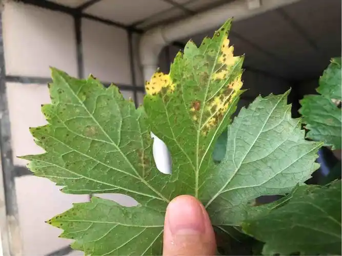 老师这是怎么了叶子有斑点还有点黄