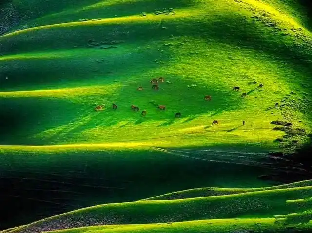 伊犁草原之王,喀拉峻草原景区问题解答,新疆旅游人良心总结!