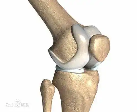 肌肉|半月板|关节炎_网易订阅