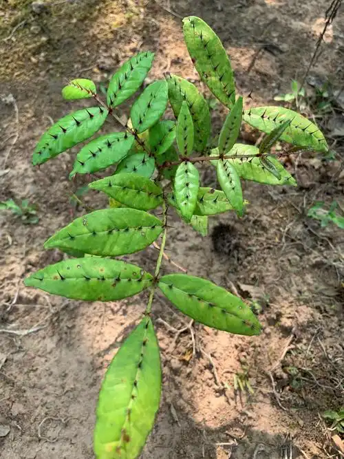 叶子中间长刺这是什么草