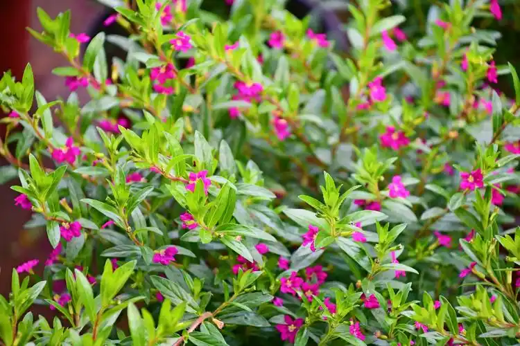 千屈菜科萼距花原创拍摄