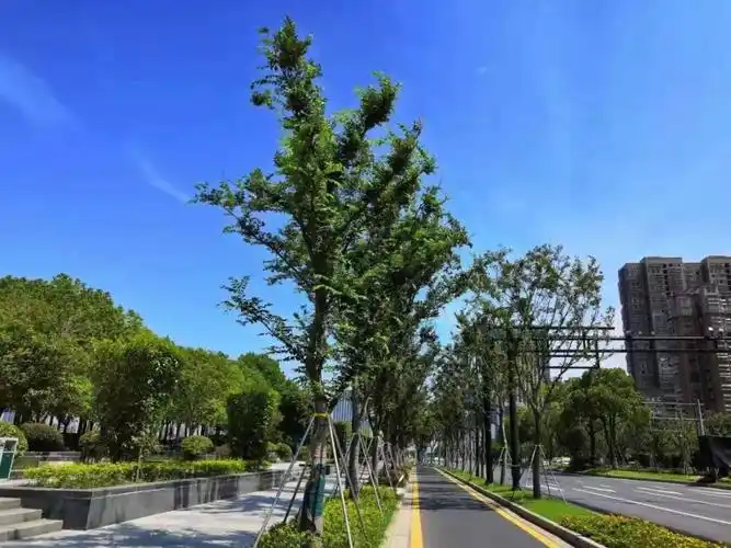 树姿端庄优美,这些榉树,道路两侧种植的榉树.