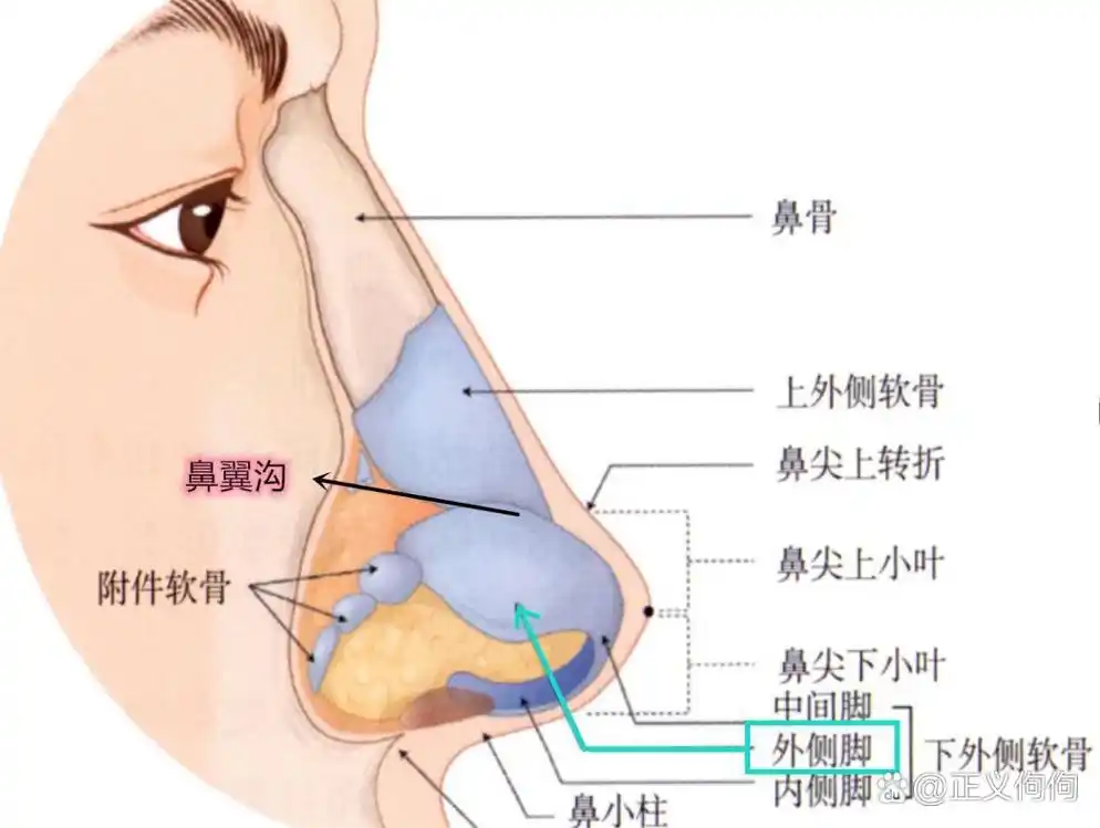 佘诗曼:鼻翼缘后缩问题 佘诗曼的演艺生涯丰富多彩,但她的鼻翼缘后缩