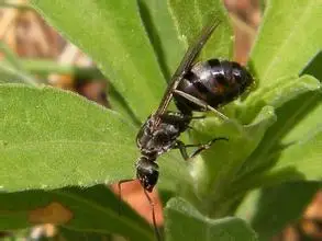 蚂蚁王什么样的啊图片