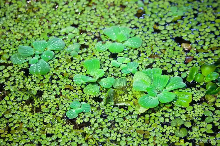浮萍_遮盖_水面_水滴_高清图片_全景视觉