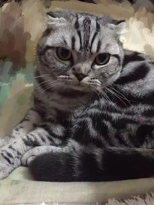 英短折耳银虎斑猫咪送给好人家