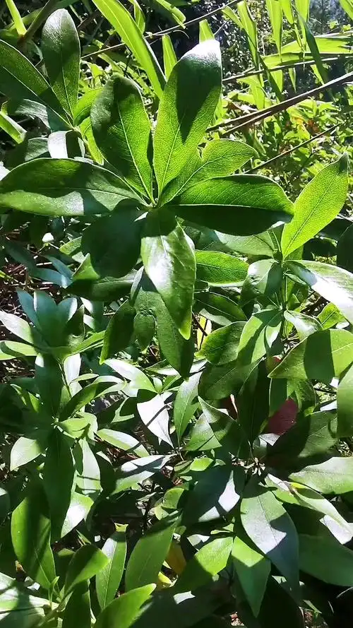 光叶山海桐,又名(满山香),药用极高,知道它用途的评论聊聊