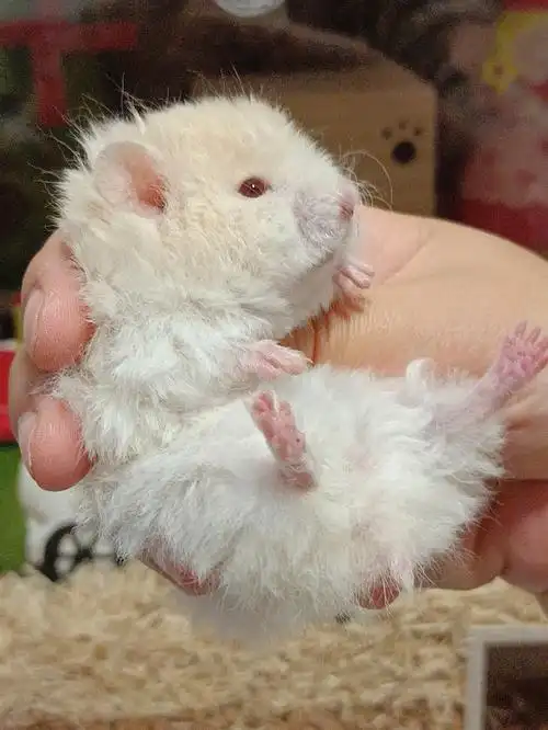 繁育金丝熊卖家说实话来了致新手