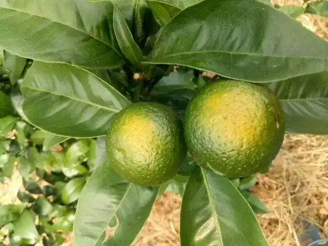 柑橘太阳果的发生及其预防