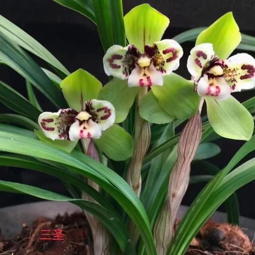 兰花春兰 三圣 叶蝶荷瓣名品  3苗
