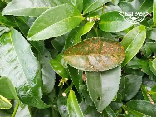【技术】茶树长"锈病"了,怎么办?_手机搜狐网