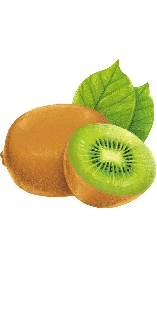 猕猴桃插画