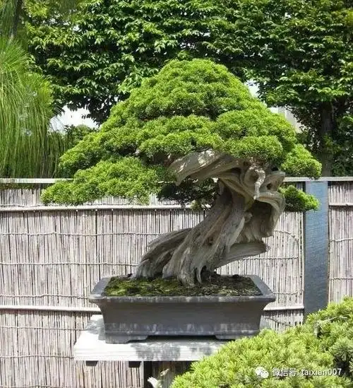 世界盆景大师木村正彦的盆景集