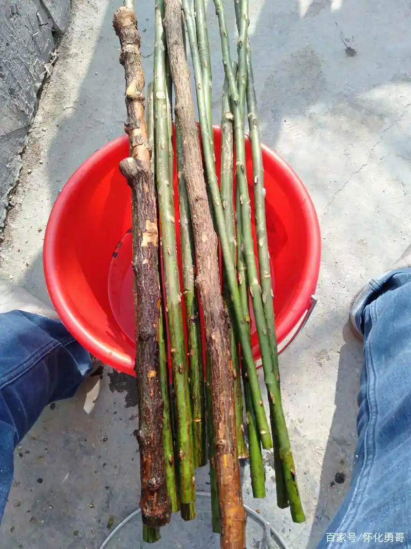 树月季嫁接之砧木的获得!