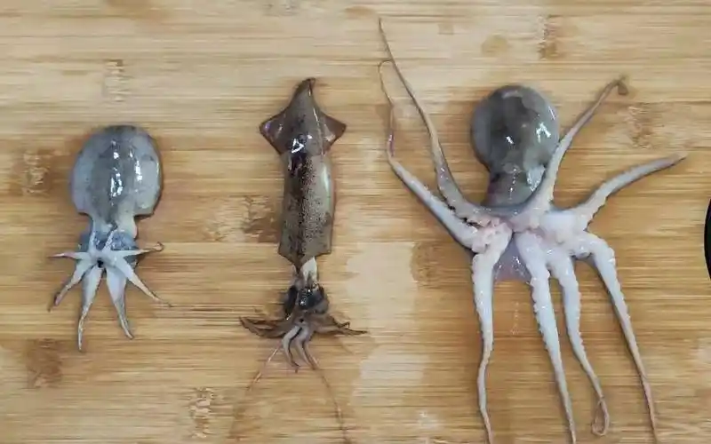 鱿鱼属于鱼类吗鱿鱼墨鱼章鱼有何区别