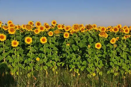 园艺套着鲜花的上, 花盆, 盆栽土壤和植物对阳光花园夏日风景: 向日葵
