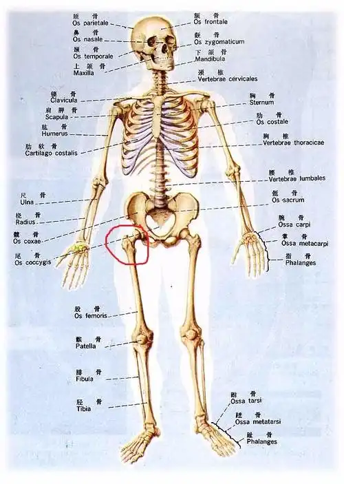 踢拳,high kick和侧踢腿的时候,髋骨和股骨连接处有疼痛感导致不能高