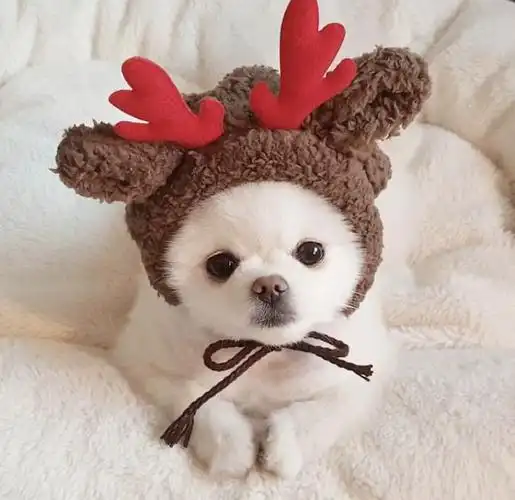 博美犬属于甜美型的狗狗,一直以来都很受欢迎,甜美又可爱的博美犬,谁