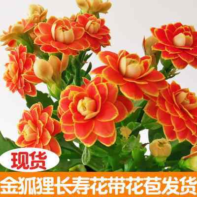 金狐狸日内瓦长寿花年宵开花花卉盆栽植物四季好养不断室内带花苞