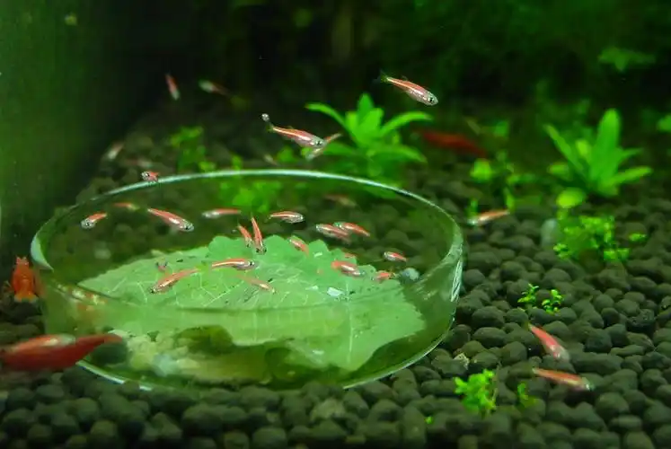 无心插柳成阴虾缸成了繁殖缸红斑马鱼成长记连载中12月4更新1幅照片