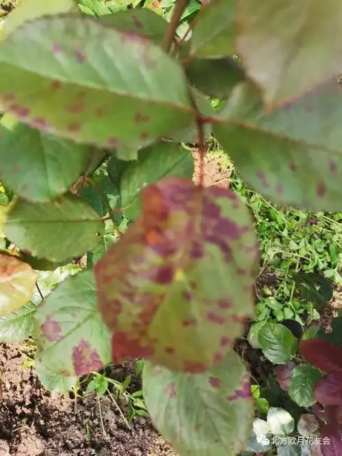 月季霜霉病的典型症状
