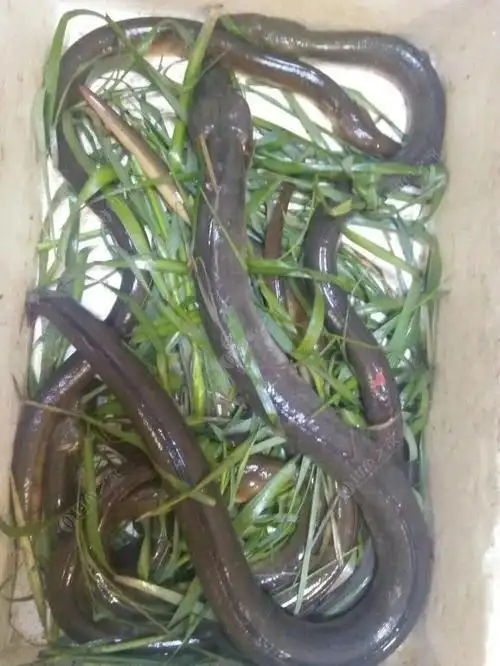 纯野生土龙,满载而归!