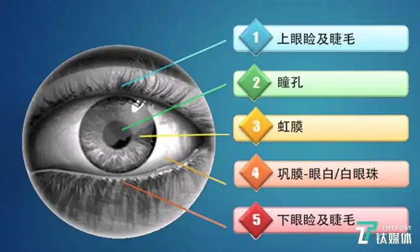 微软,谷歌为何力推虹膜技术,揭秘虹膜识别背后的价值链条