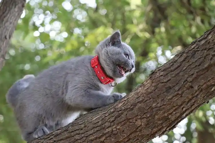 无锡英短蓝猫高清照片