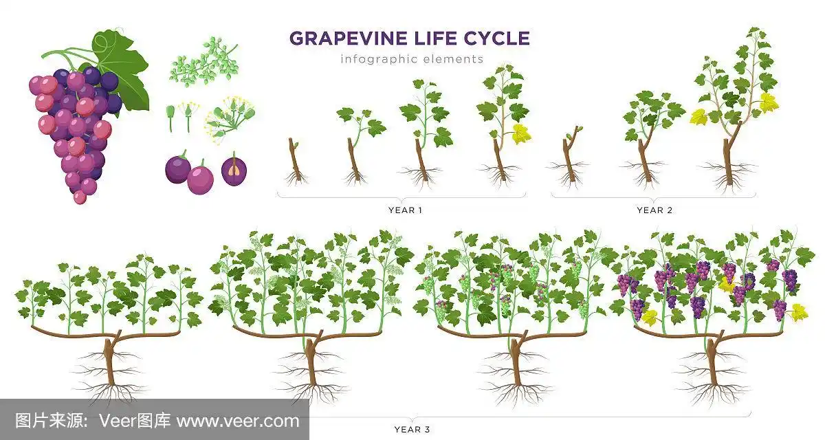葡萄生长阶段信息图形元素在平面设计.葡萄种植过程1 - 3年从种子,发