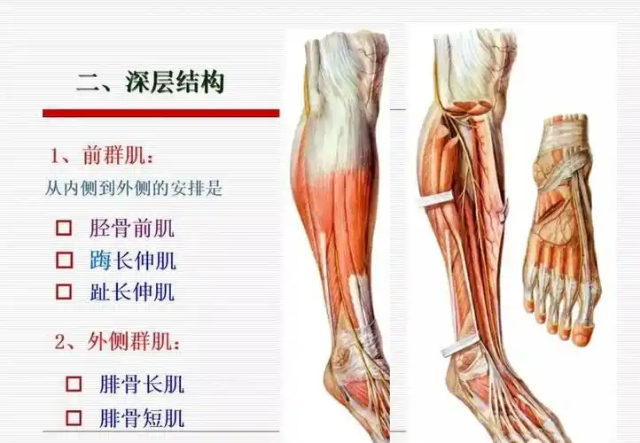 详细的下肢解剖图( 三 小腿 足 踝关节)