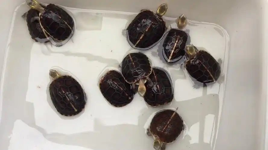 3.23#黄缘闭合龟 台缘龟苗