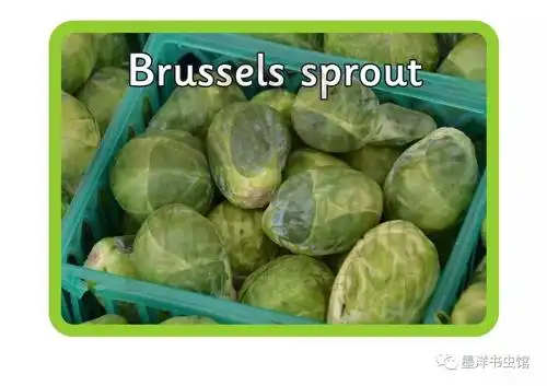 brussels sprout  小洋白菜