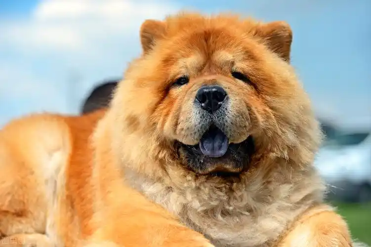 小知识:松狮犬为什么不适合家养(为什么不建议家养松狮犬)-图2