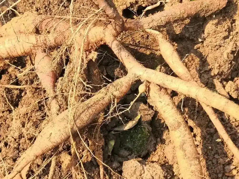 牛大力的功效与作用补虚润肺的作用,对于强筋活络也有很 - 抖音