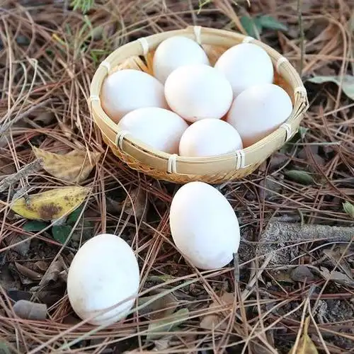 农家生态散养连城白鹭鸭蛋30枚装