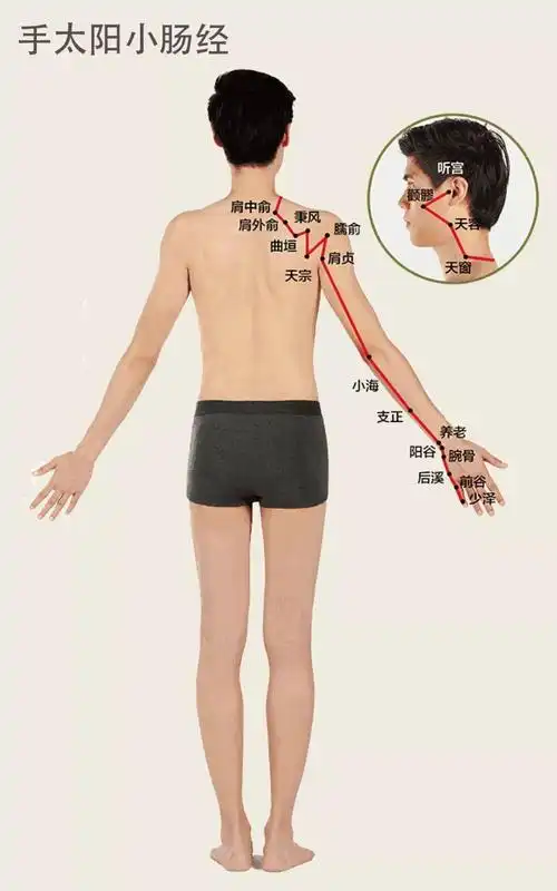 人体的14条经络