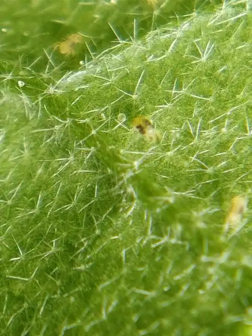 这就是我们广大棚区农户深恶痛绝的虫子:二斑叶螨