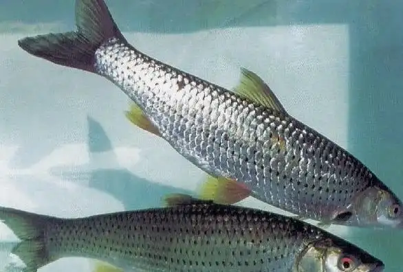 叶结鱼食疗功效有哪些 吃叶结鱼的好处