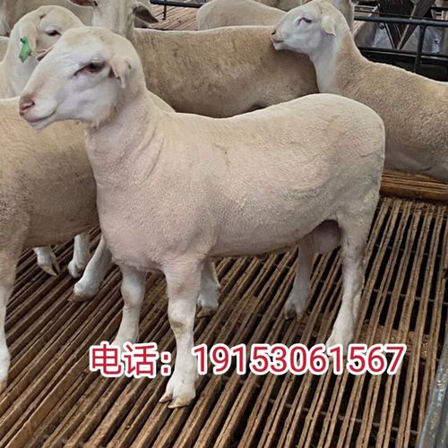 澳洲白绵羊