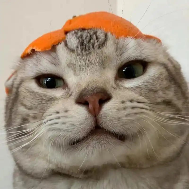 09可爱搞怪的猫猫头像～ 图源:95