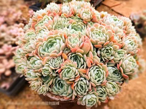 贵的不一定是对的,你的多肉究竟值多少钱?(附冬季养护攻略)